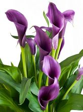 Calla, kalia, kalla, zantedeschia