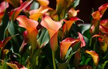Cantedeskia, calla