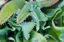 Kalanchoe