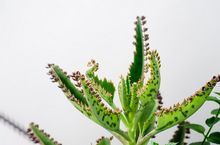 Kalanchoe