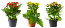 Kalanchoe