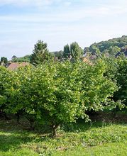 Leszczyna