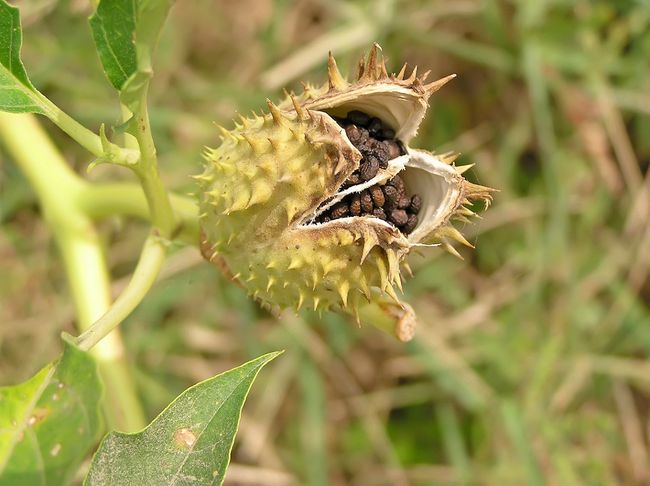 Nasiona bielunia