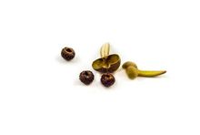 Tunbergia - nasiona