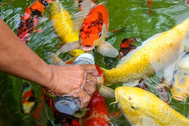 Karmienie karpi koi