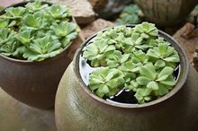 Pistia w ceramicznych naczyniach