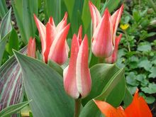 Ogrodowe kwiaty cięte – tulipany