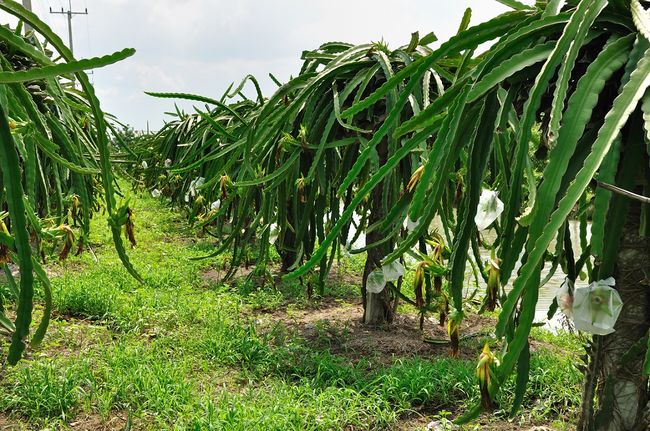 Plantacja smoczych owoców