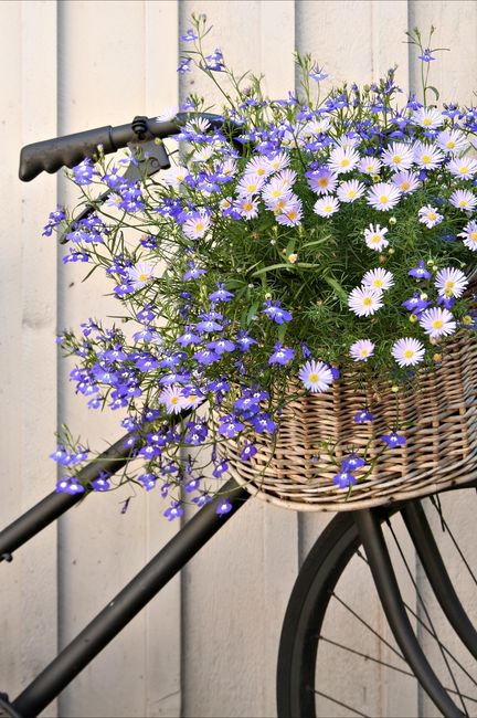 Lobelia przylądkowa i czubatka w ciekawej aranżacji
