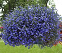 Lobelia przylądkowa w wiszącym pojemniku