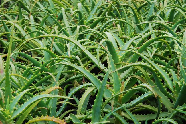 Aloes - właściwości lecznicze 1