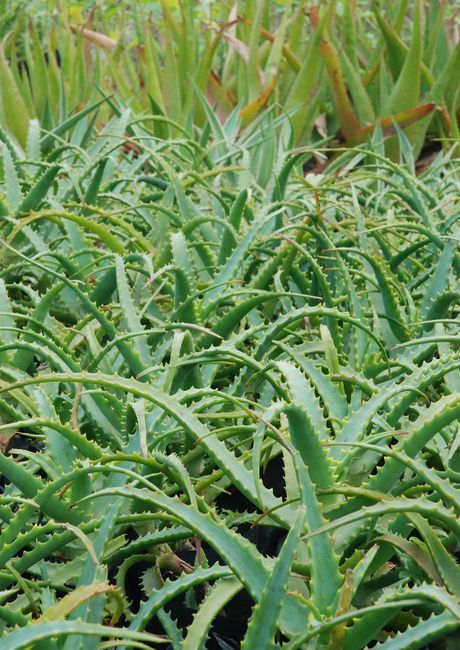 Aloes - właściwości lecznicze 2
