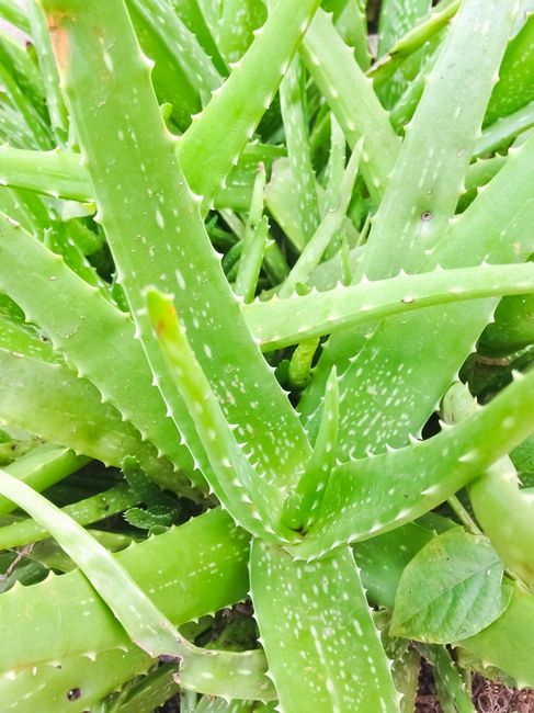 Aloes - właściwości lecznicze 5