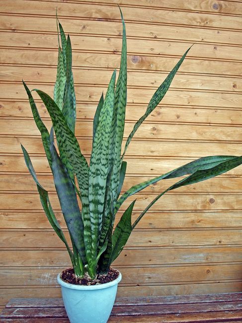 Sansewieria