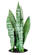 Sansewieria