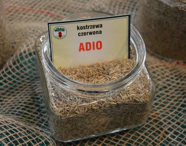 Nasiona kostrzewy czerwonej - odmiana ADIO