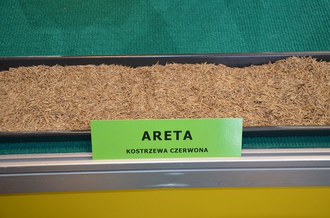 Nasiona kostrzewy czerwonej - odmiana Areta