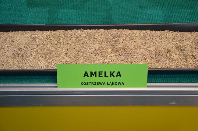 Nasiona kostrzewy łąkowej - odmiana Amelka
