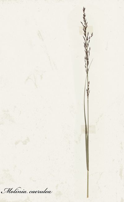 Trzęślica modra (Molinia caerulea)