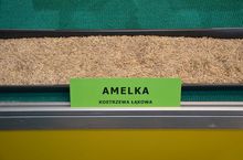 Nasiona kostrzewy łąkowej - odmiana Amelka