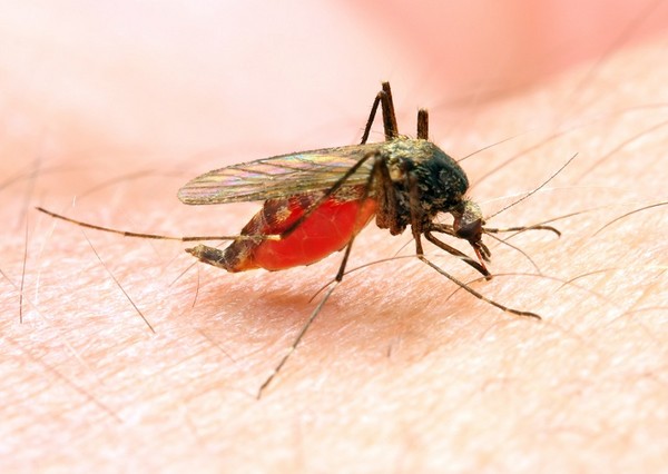 Oprysk przeciw uciążliwym komarom