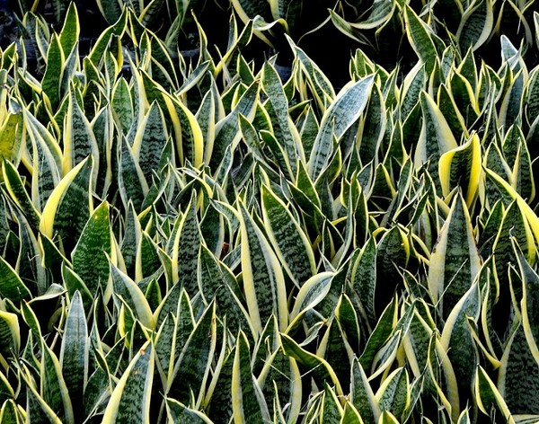 Sansewieria (Sanseweria, Wężownica) - Sansevieria