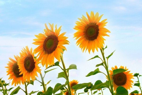 Słoneczniki ozdobne - kwiaty słońca