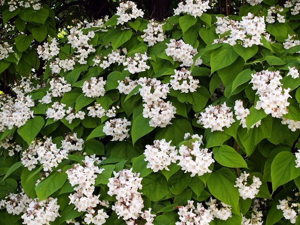 Surmia - Katalpa - Catalpa