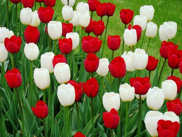 Tulipany - odmiany, uprawa i pielęgnacja