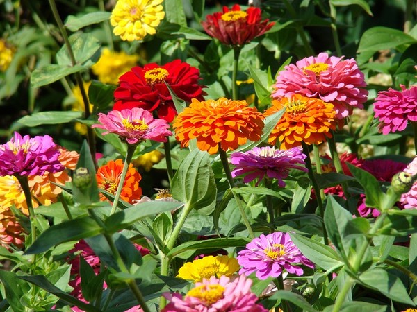 Cynie - kwiaty nie tylko do ogrodu w stylu wiejskim