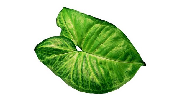 Zroślicha (Syngonium) - ciekawa roślina doniczkowa