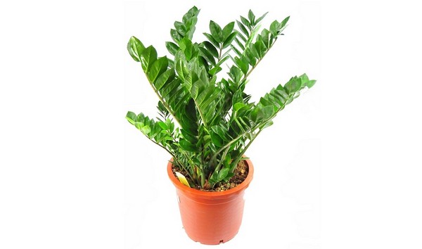 Zamiokulkas zamiolistny (Zamioculcas zamifolia)