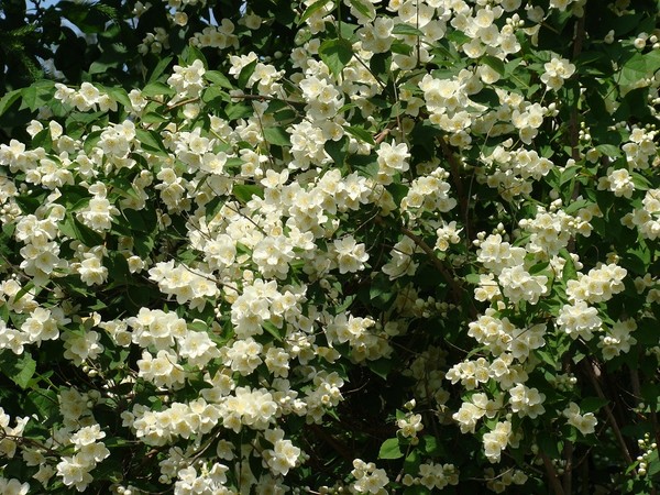 Jaśminowiec - krzewy z pachnącymi kwiatami