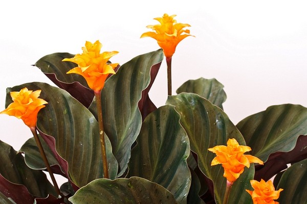 Kalatea - Ostrzeszyn (Calathea)