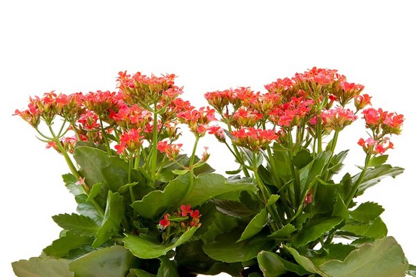Kalanchoe - wymagania uprawowe i stanowisko
