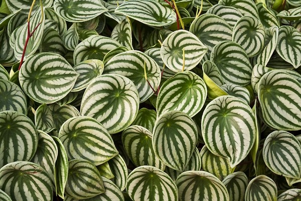 Peperomia - mało wymagający kwiat doniczkowy