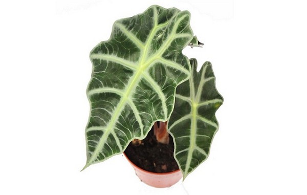 Alokazja (Alocasia) - roślina doniczkowa