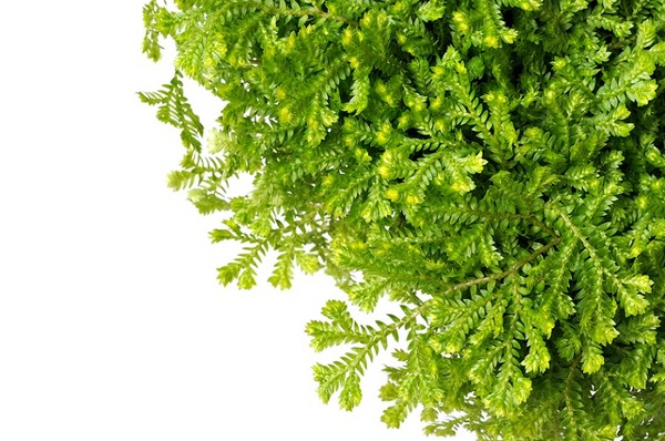 Widliczka (Selaginella) - uprawa i odmiany