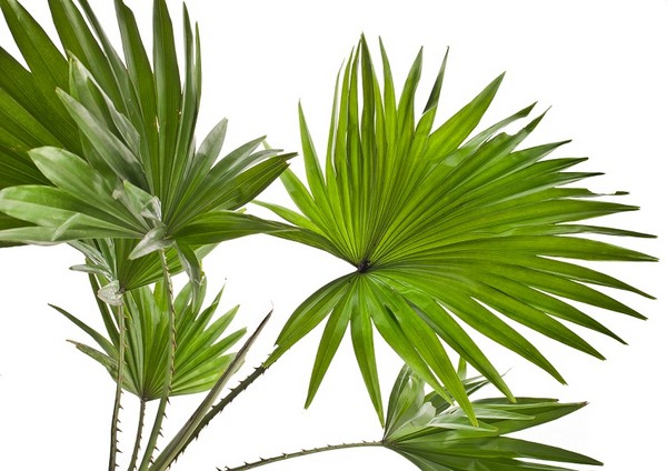 Liwistona - palma domowa