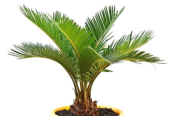 Sagowiec wygięty (Cykas odwinięty) - Cycas revoluta