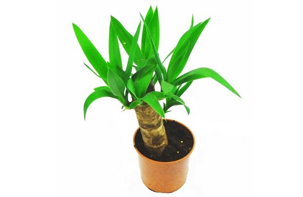 Jukka (Yucca) - pupularna roślina domowa
