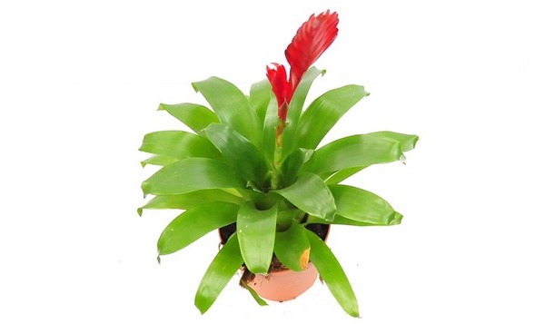 Frizea (Vriesea) - egzotyczna roślina doniczkowa