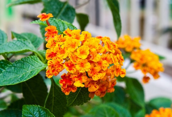 Lantana - krzew z pięknymi kwiatami