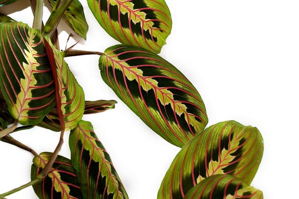 Maranta (Marantaa) - urokliwy kwiat doniczkowy