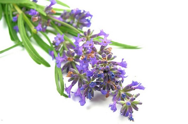 Maciejka (Lewkonia dwurożna) - pachnące kwiaty ogrodowe