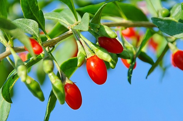Kolcowój (Krzew Goji) - uprawa i jagody