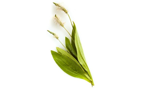 Babka lancetowata - roślina lecznicza