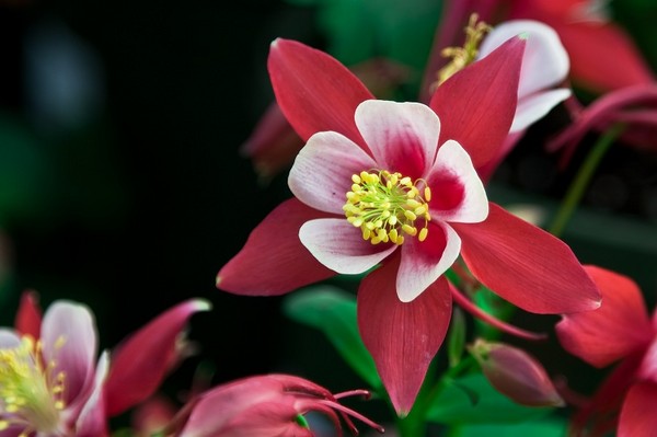 Orlik pospolity - ciekawy kwiat ogrodowy