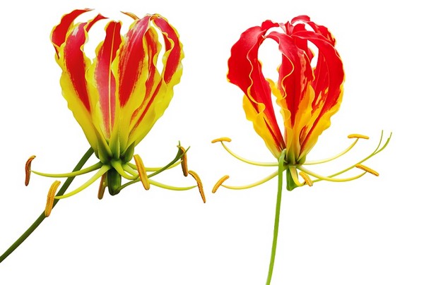 Glorioza - kwiat niezwykle piękny i egzotyczny