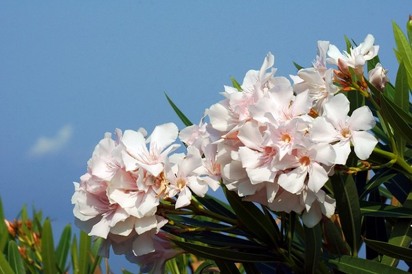 Oleander (Nerium) - uprawa, zimowanie i rozmnażanie
